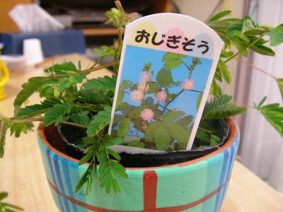 オジギソウ