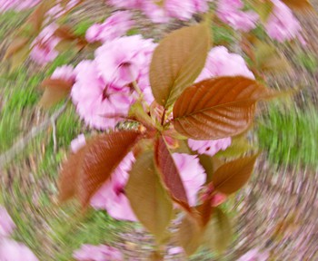大麻山のボタン桜は満開です