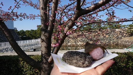 象谷忌茶会 帰りにお花見 象谷忌茶会 帰りにお花見
