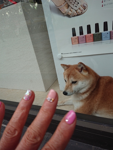 看板犬 桜子 看板犬 桜子