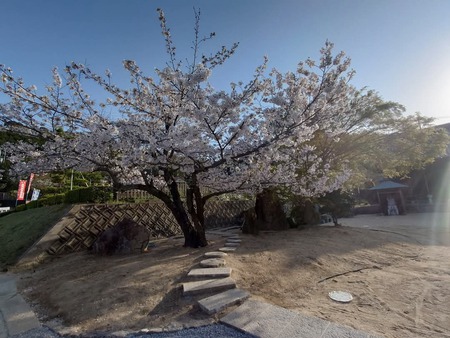 夕暮れの桜 宇多津圓通寺素心庵 夕暮れの桜 宇多津圓通寺素心庵