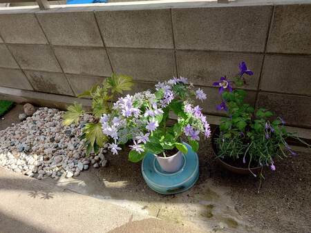 夏の花を植える