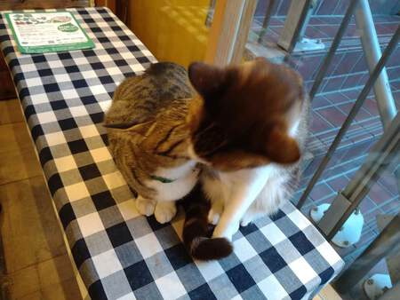 お米屋さんの看板猫 と 西条柿 お米屋さんの看板猫 と 西条柿