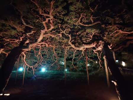 栗林公園秋のライトアップ 本日12/1まで 栗林公園秋のライトアップ 本日12/1まで