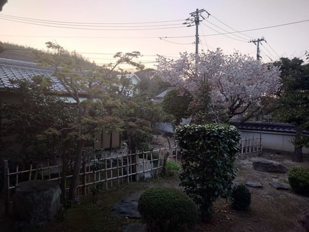 夕暮れの桜 宇多津圓通寺素心庵 夕暮れの桜 宇多津圓通寺素心庵