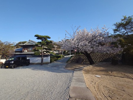 夕暮れの桜 宇多津圓通寺素心庵 夕暮れの桜 宇多津圓通寺素心庵