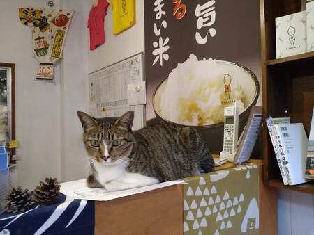 お米屋さんの看板猫 と 西条柿 お米屋さんの看板猫 と 西条柿