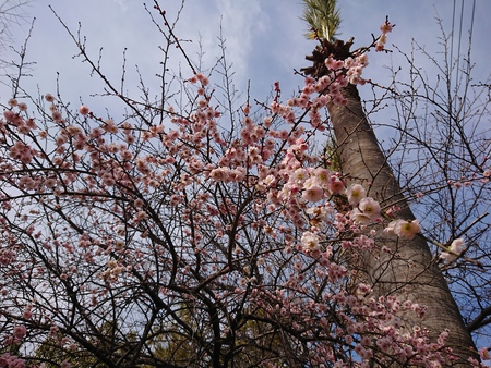 花園第2公園のワシントンヤシ 花園第2公園のワシントンヤシ