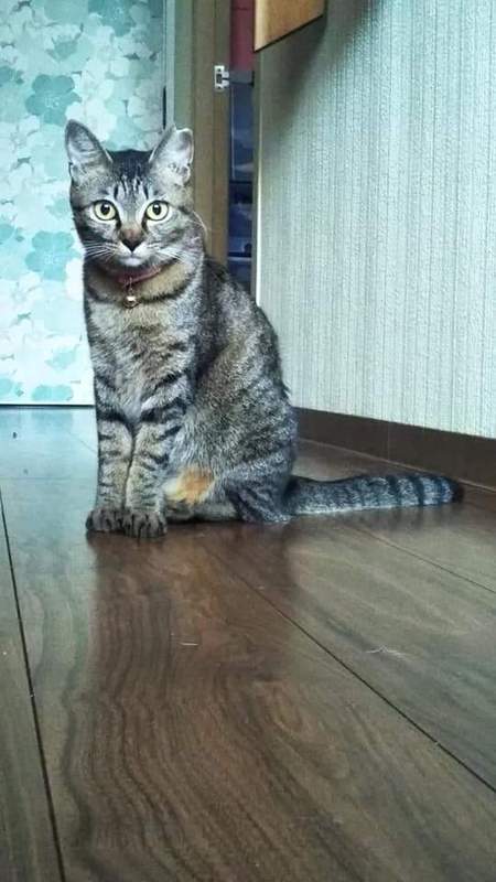 良い家族に巡り会えますように。 良い家族に巡り会えますように。