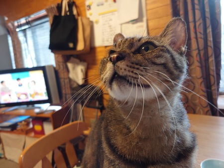 猫もダイエットに弱いらしい(笑) 猫もダイエットに弱いらしい(笑)