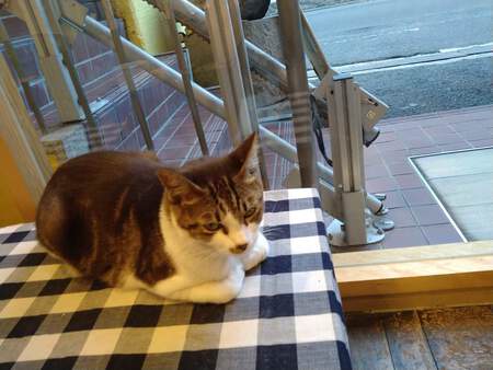 お米屋さんの看板猫 と 西条柿 お米屋さんの看板猫 と 西条柿