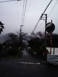 来週は、お花見日和かも