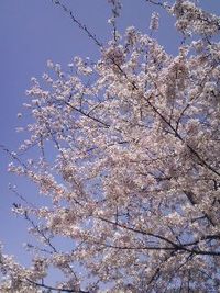 薬ぎれ~ えらいこっちゃわ
