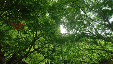 湯原温泉 砂湯 湯原温泉 砂湯