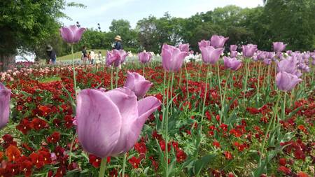 まんのう公園 まんのう公園