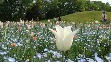まんのう公園 まんのう公園