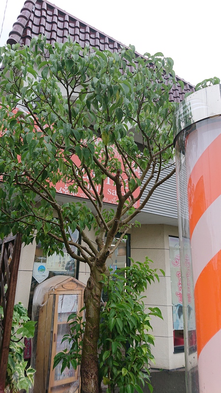 皐月 皐月