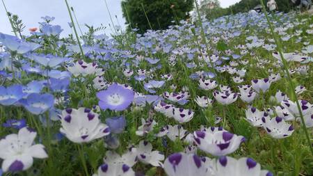 まんのう公園 まんのう公園
