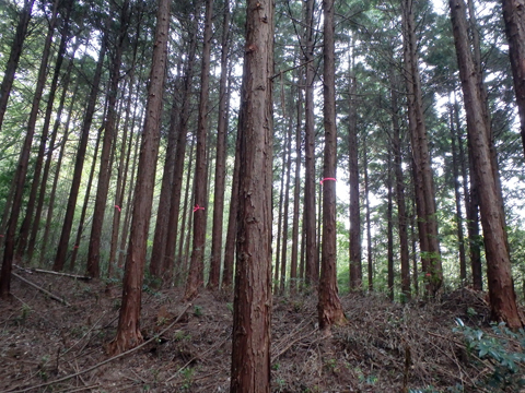 「琴南の森」森林づくり定例活動