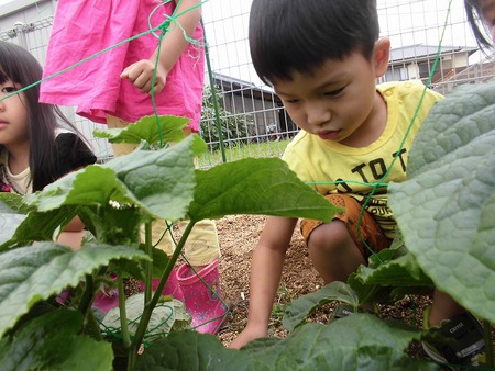 【あさがお保育園】夏の日の過ごし方 【あさがお保育園】夏の日の過ごし方