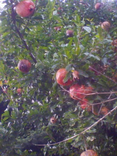 雨・雨・雨・・・・・