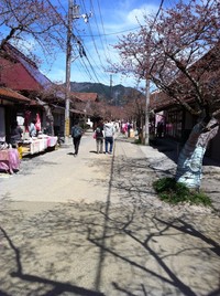 岡山　凱旋桜咲き始めです。