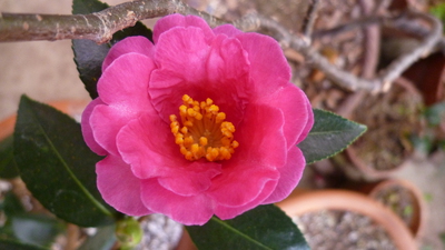 たばぴーガーデン ピンクの花