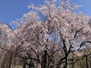 思い出桜 思い出桜