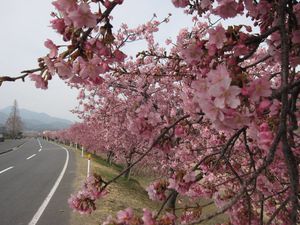 東かがわ市・湊川河津桜ロード 東かがわ市・湊川河津桜ロード