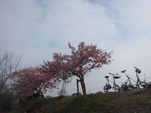 東かがわ市・湊川河津桜ロード 東かがわ市・湊川河津桜ロード