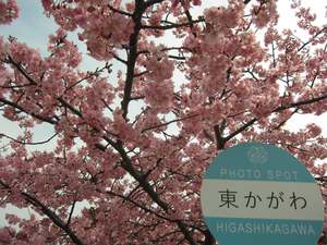 東かがわ市・湊川河津桜ロード 東かがわ市・湊川河津桜ロード
