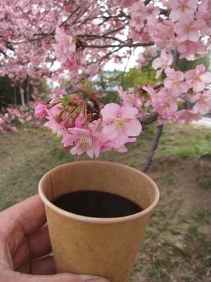 東かがわ市・湊川河津桜ロード 東かがわ市・湊川河津桜ロード