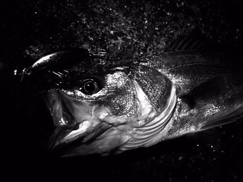 明暗の釣れそう感 明暗の釣れそう感