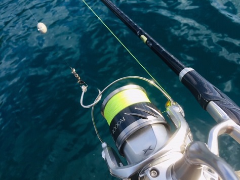怪魚 怪魚