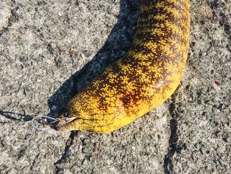怪魚 怪魚