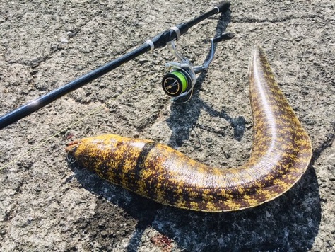 怪魚 怪魚