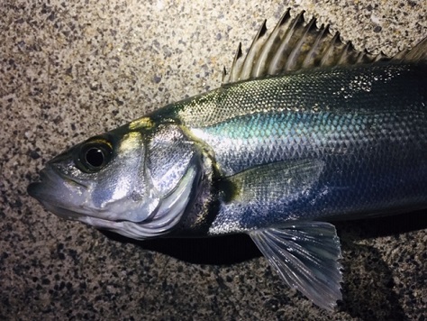 三魚種 三魚種