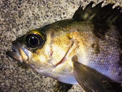 三魚種 三魚種
