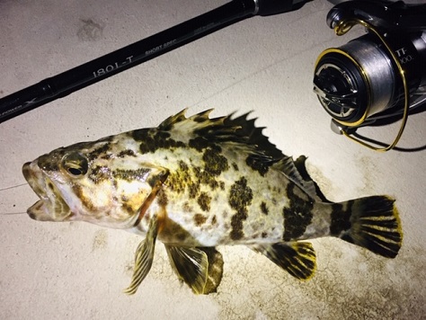三魚種 三魚種
