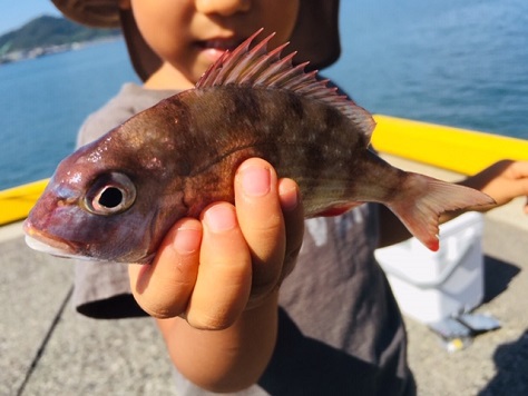 sea bream sea bream