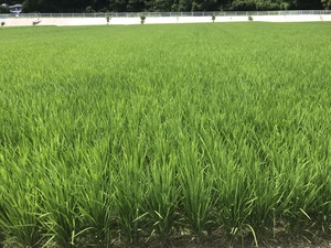 Rice Rice