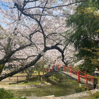 Sweet Sakura Sightings
