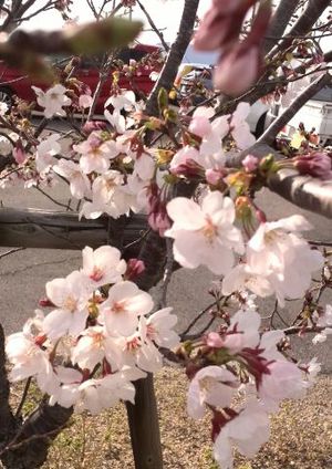2019年4月例会報告 2019年4月例会報告