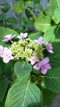 2013年6月例会報告