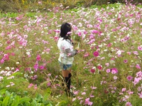 コスモスの花摘み!