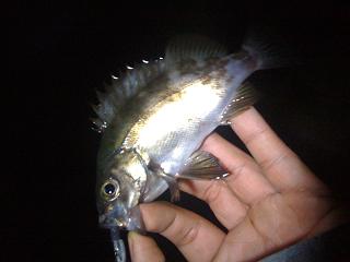 乏しき釣果