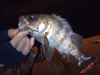 爆釣ピンテール