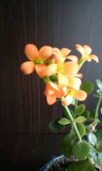 この植物のように・・・