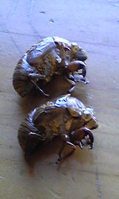 セミのぬけがら発見!