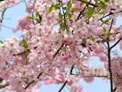 2012年 4月例会報告